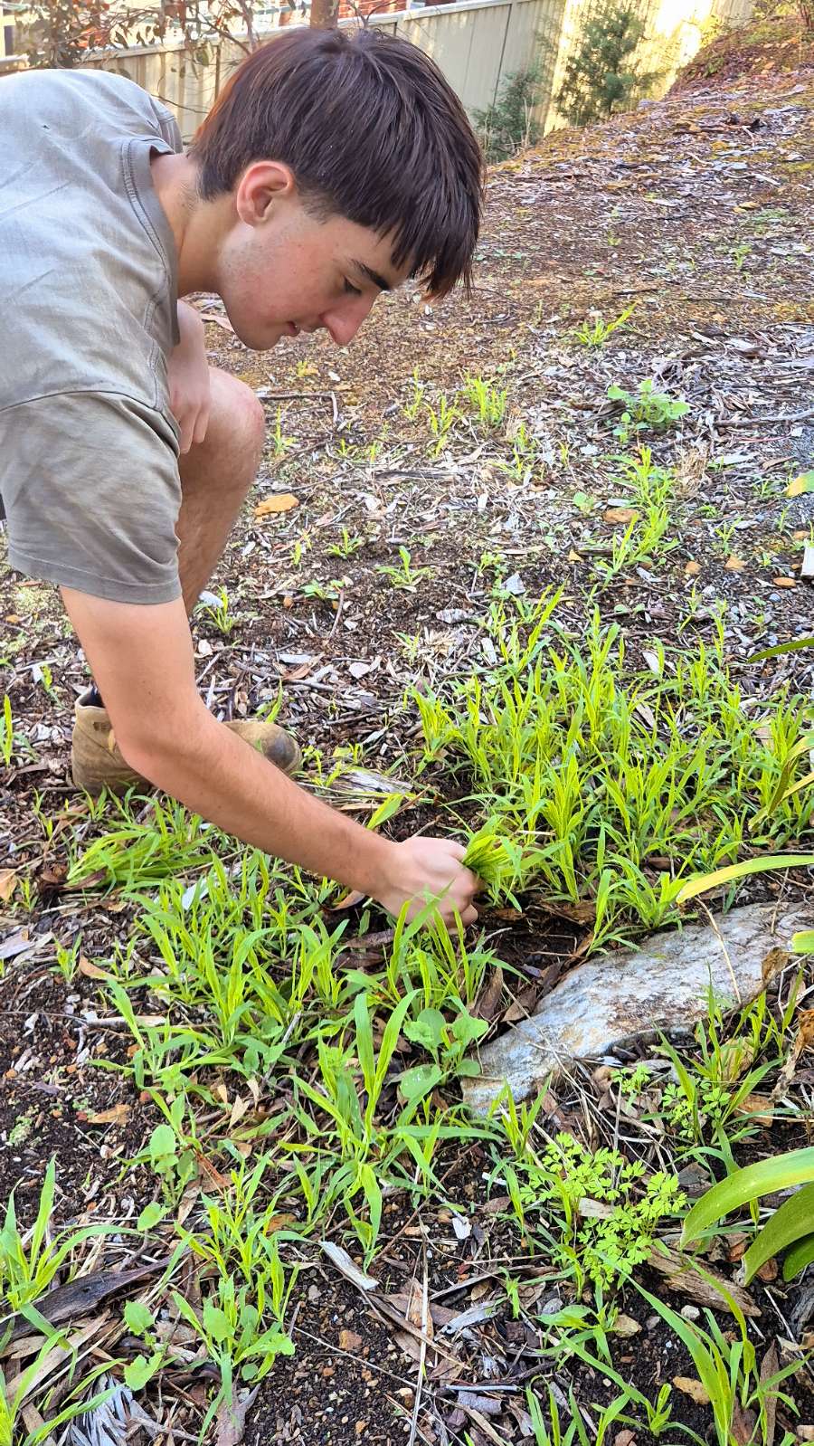 Garden Tidy-Up & Weeding